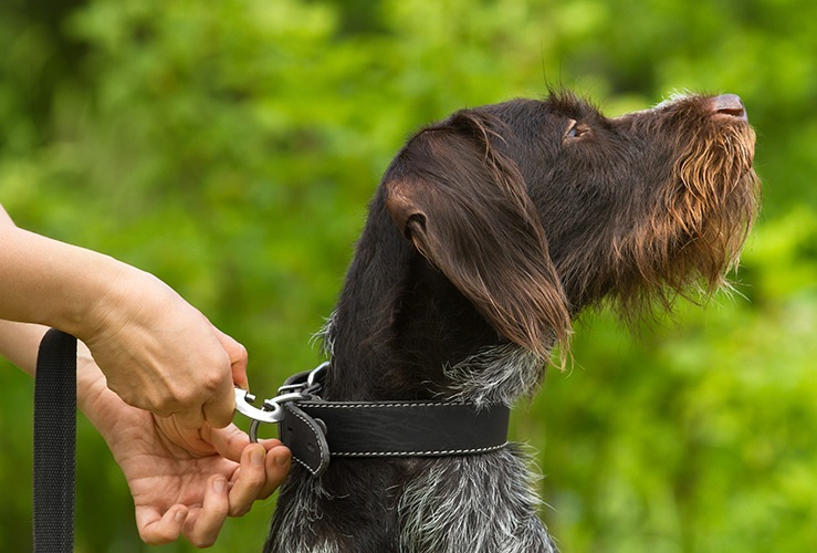 Dog with collar